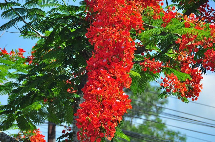 Red Phoenix flower - Hau Giang province